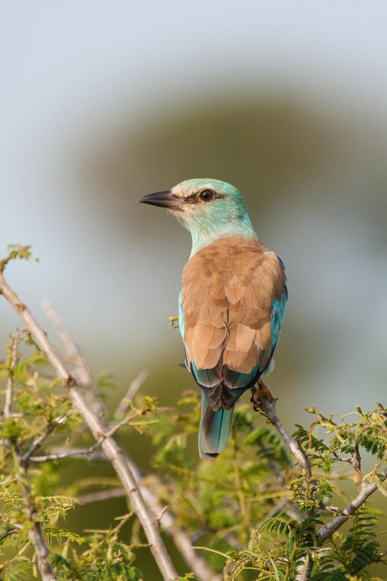Ndzhaka Tented Camp Rezervace Manyeleti Exteriér fotografie