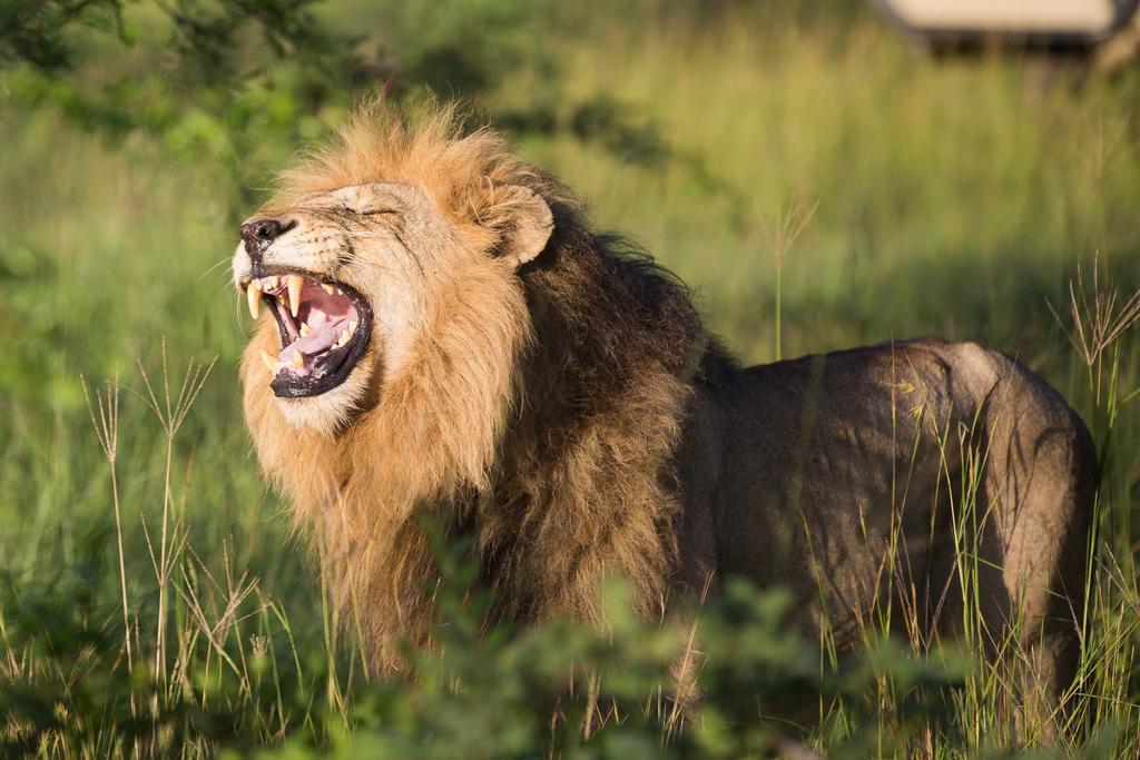 Ndzhaka Tented Camp Rezervace Manyeleti Exteriér fotografie